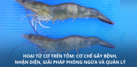 Hoại tử cơ trên tôm: Cơ chế gây bệnh, nhận diện, giải pháp phòng ngừa và quản lý